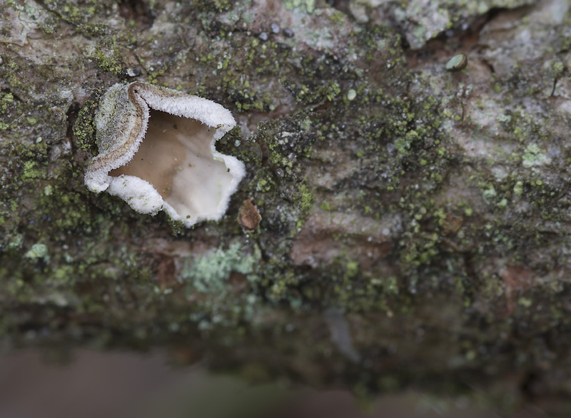 Auriculariopsis albomellea